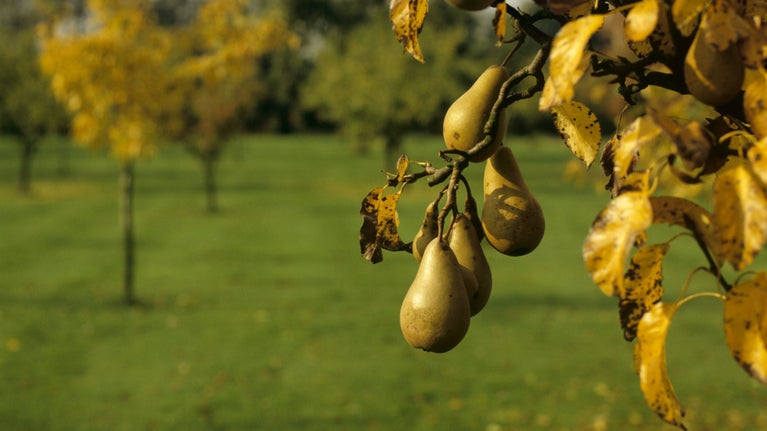 Hardwick Hall - Pears growing in the orchard in autumn